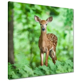 obrazy-50x50-sarenka-w-lesie-las