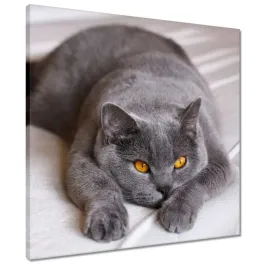 obrazy-50x50-kot-kotek-koty-kicia
