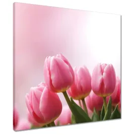 obrazy-50x50-rozowe-tulipany