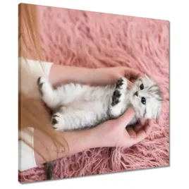 obrazy-50x50-kot-kotek-kotki-koty