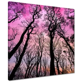 obrazy-50x50-las-drzewa-widok-z-dolu