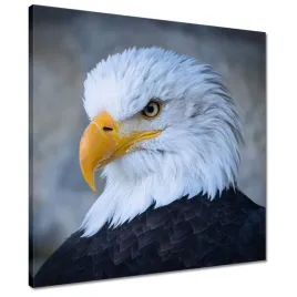 obrazy-50x50-orzel-orli-wzrok-dziub