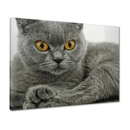obrazy-80x60-kot-brytyjski-krotkowlosy