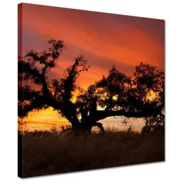 obrazy-30x30-akacja-w-afryce