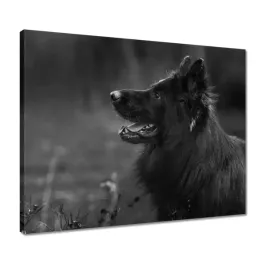 obrazy-50x40-owczarek-niemiecki