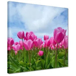 obrazy-30x30-tulipany-kwiaty-kwiatki