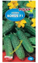 ogorek-gruntowy-sredniowczesny-borus-f1-typ-kwaszeniak-nasiona-5g-polan