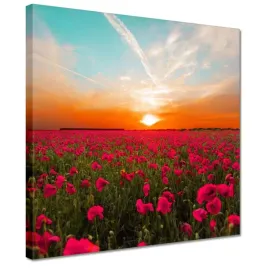 obrazy-30x30-rozowe-maki-zachod-slonca