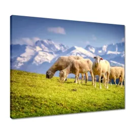 obrazy-50x40-wypas-owiec-owieczki-owce