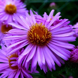 aster-nowooangielski-purple-dome-krzaczasty-marcinek-sadzonka-karlowy