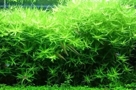 heterantera-zosterifolia-paskowana-koszyk-xxl