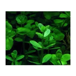 bacopa-crenata-bakopa-karbowana-koszyk-xxl-jasnozielona-roslina-do-akwarium