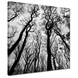 obrazy-40x40-las-drzewa-widok-z-dolu