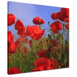 obrazy-40x40-maki-na-tle-nieba