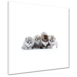 obrazy-40x40-kot-kotek-koty-kicia
