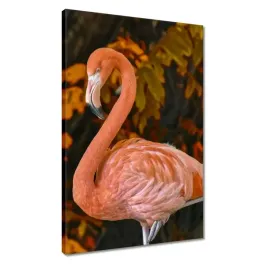 obrazy-40x60-pelikan-w-naturze