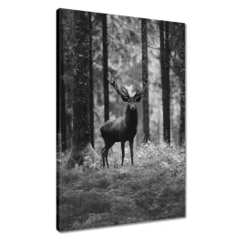 obrazy-40x60-jelen-w-lesie-bandw