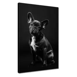obrazy-40x60-czarny-francuski-buldog
