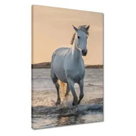 obrazy-40x60-dziki-kon