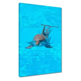 obrazy-40x60-delfin