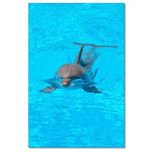 obrazy-40x60-delfin-stan-nowy