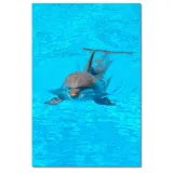obrazy-40x60-delfin-stan-nowy