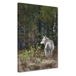 obrazy-40x60-wilk-wilki-wolf