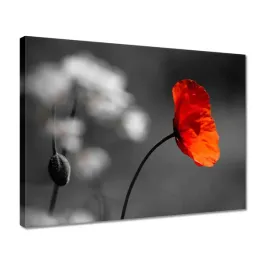 obrazy-40x30-rozkwitniety-czerwony-mak