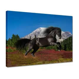 obrazy-40x30-ogier-fryzyjski-kon-konie