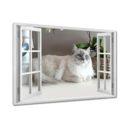 obrazy-120x80-kot-rasy-ragdoll