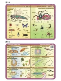 podkladka-edu-052-anatomia-owady-pajeczaki