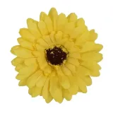 gerbera-glowka-musztardowa