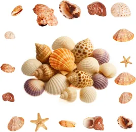 muszle-naturalne-morskie-500-g-zestaw-dekoracyjny-diy