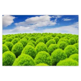 plakaty-93x62-zielone-spojrzenie-dolina