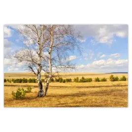 plakaty-120x80-brzoza-na-polu-pejzaz