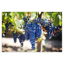 plakaty-120x80-wino-winogrona-winnica