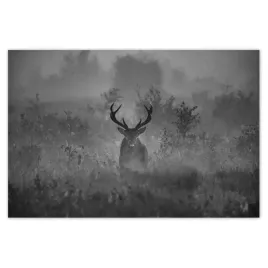 plakaty-120x80-jelen-we-mgle