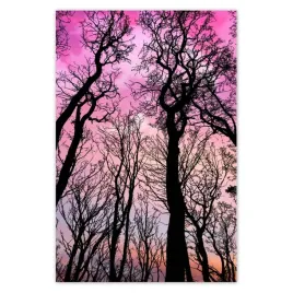 plakaty-80x120-las-drzewa-widok-z-dolu