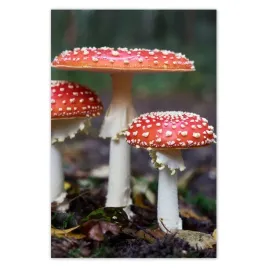 plakaty-62x93-makrofotografia-macrofoto