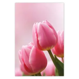 plakaty-80x120-rozowe-tulipany