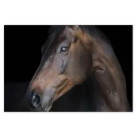 plakaty-200x135-kon-konski-leb-glowa