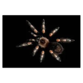 plakaty-200x135-wielka-tarantula-pajak
