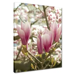 obrazy-40x50-magnolia