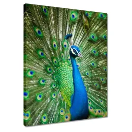 obrazy-40x50-paw-w-okresie-godowym