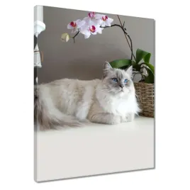 obrazy-40x50-kot-rasy-ragdoll