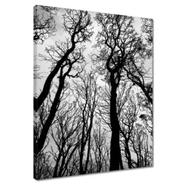 obrazy-40x50-las-drzewa-widok-z-dolu