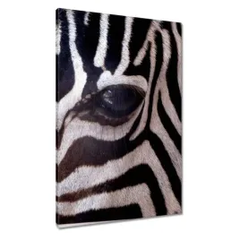 obrazy-60x90-makro-fotografia-zebra