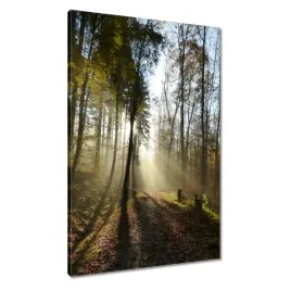 obrazy-60x90-wschod-slonca-w-lesie