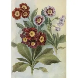 karnet-st515-b6-koperta-pierwiosnek-bezlodygowy-skona-ting