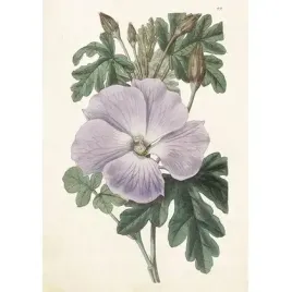karnet-st511-b6-koperta-hibiskus-skona-ting
